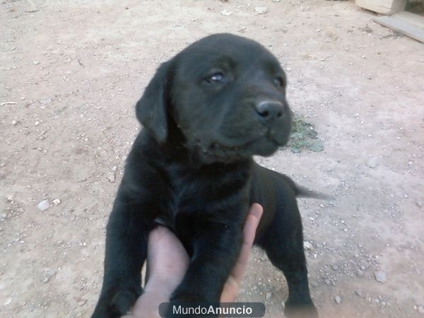 CACHORRITOS DE LABRADOR