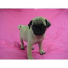 Cachorros de Carlino - Camada Disponible a la Venta - - mejor precio | unprecio.es