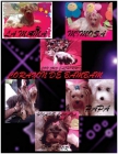 Camada de yorkshire terrier economicos - mejor precio | unprecio.es