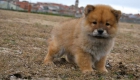 Chow Chow ultimos cachorros 450 Eur!! - mejor precio | unprecio.es