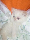 gatito persa himalayo crema por solo 250 euros - mejor precio | unprecio.es