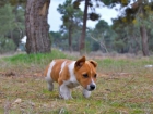 Jack russell terrier de para corta -- excelentes ejemplares - mejor precio | unprecio.es