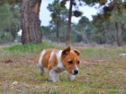 Jack russell terrier de para corta -- excelentes ejemplares - mejor precio | unprecio.es