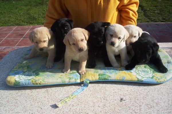 Labrador  retriever  cachorros dorados,  negros , chocolate