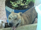 vendo cachorros pitbull - mejor precio | unprecio.es