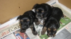 YORKSHIRE TERRIER - mejor precio | unprecio.es